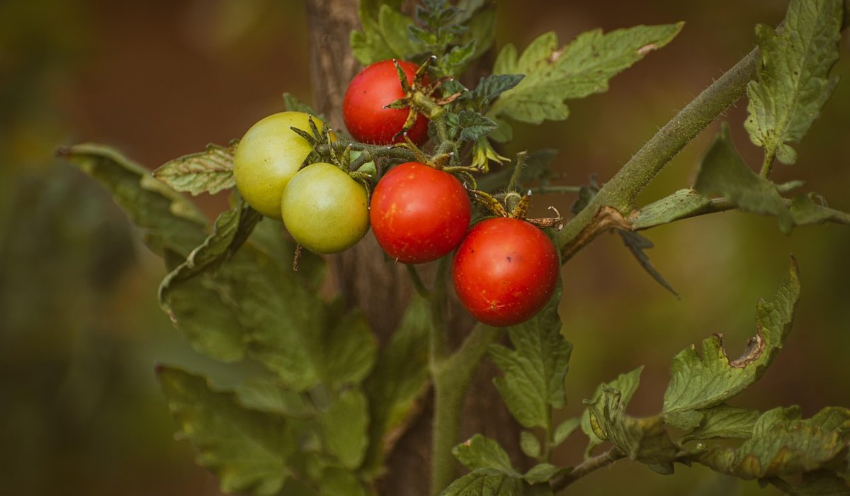 Attracting Bees to a Small Urban Garden