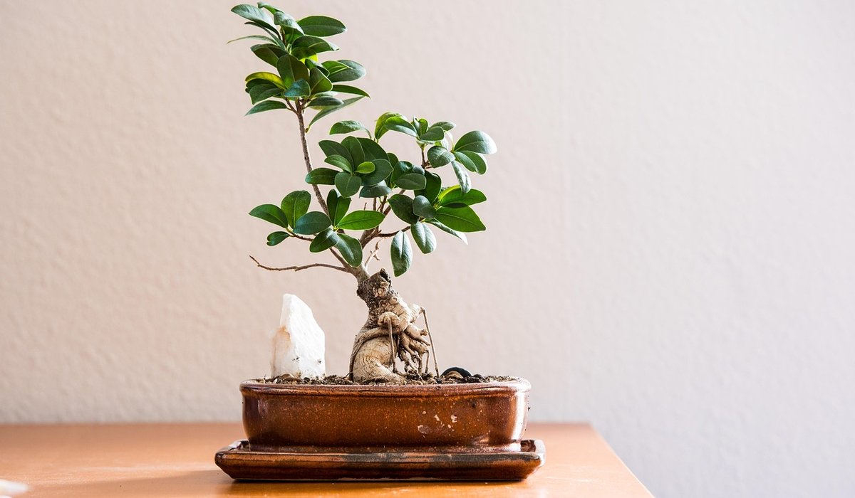 Caring for Moth Orchids in a British Home