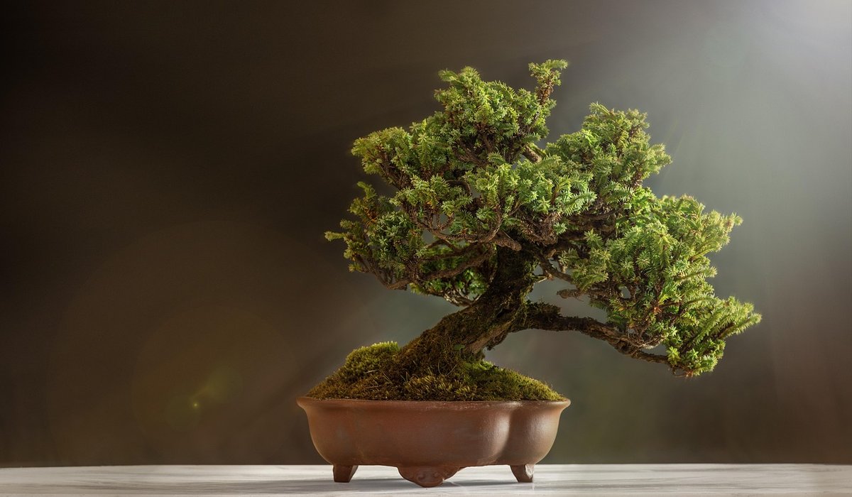 Choosing Winter-Flowering Plants for Patio Containers
