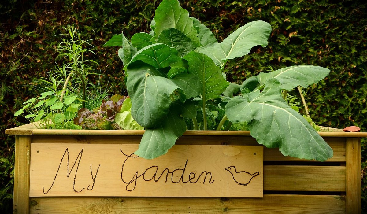 Creating a Wildlife Pond in a Small Garden