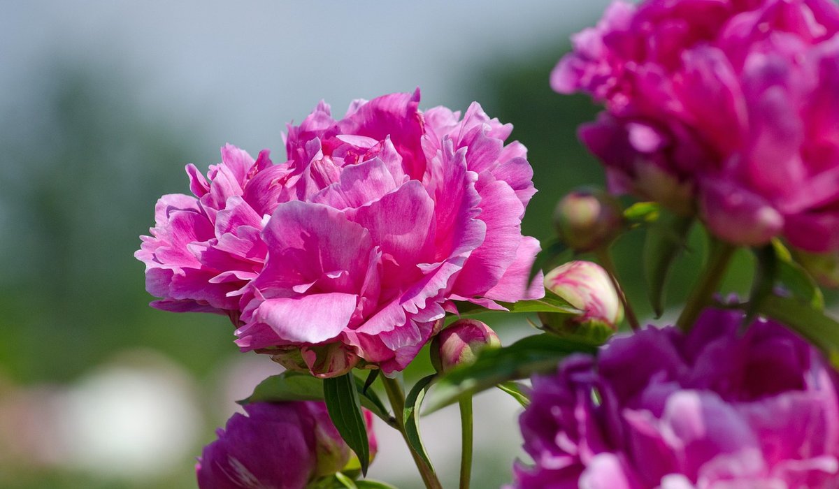 How to Plan a Small UK Cottage Garden Border