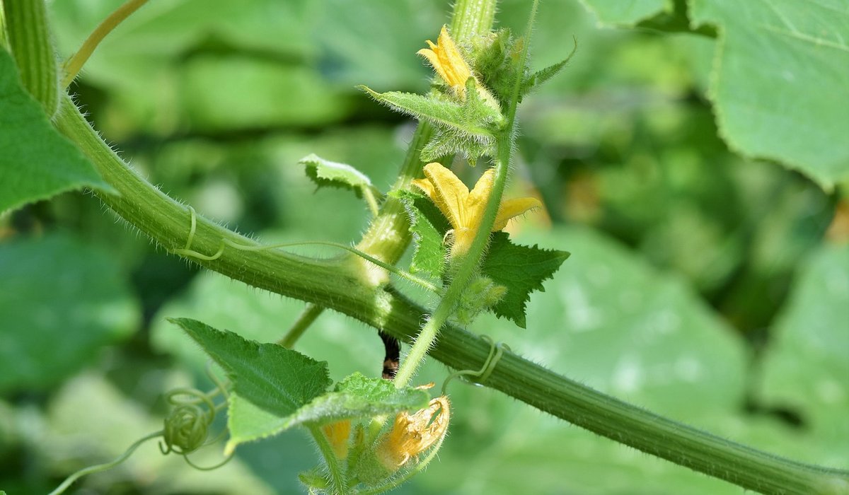 Improving Clay Soil in Your Garden Borders