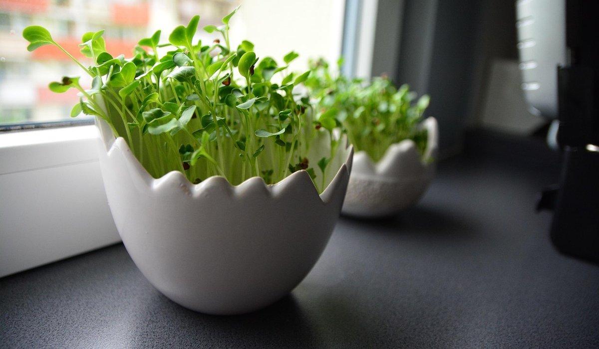 Spring Preparation for Flower and Vegetable Beds